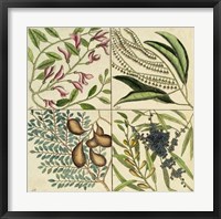 Catesby Botanical Quadrant IV Fine Art Print