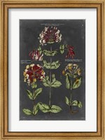 Vintage Botanical Chart I Fine Art Print
