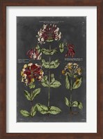 Vintage Botanical Chart I Fine Art Print