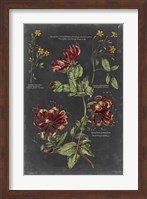 Vintage Botanical Chart II Fine Art Print