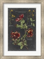 Vintage Botanical Chart II Fine Art Print