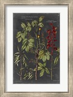 Vintage Botanical Chart III Fine Art Print