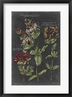 Vintage Botanical Chart IV Fine Art Print