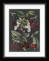 Orchard Varieties I Fine Art Print