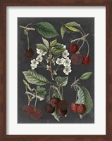 Orchard Varieties I Fine Art Print
