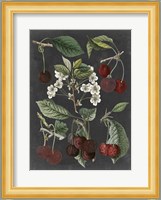 Orchard Varieties I Fine Art Print