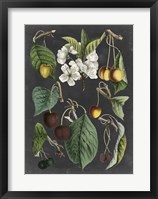 Orchard Varieties II Fine Art Print