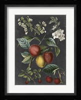 Orchard Varieties III Fine Art Print