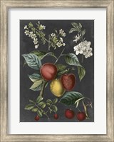 Orchard Varieties III Fine Art Print