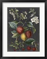 Orchard Varieties III Fine Art Print