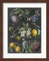 Orchard Varieties IV Fine Art Print