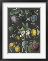 Orchard Varieties IV Fine Art Print