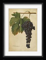 Vintage Vines I Framed Print