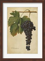 Vintage Vines I Fine Art Print