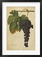 Vintage Vines I Fine Art Print