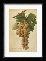 Vintage Vines II Framed Print