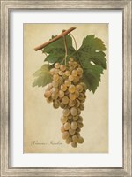 Vintage Vines II Fine Art Print