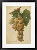 Vintage Vines II Fine Art Print