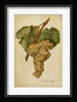 Vintage Vines III Fine Art Print