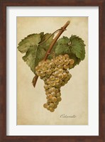 Vintage Vines III Fine Art Print