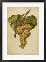 Vintage Vines III Fine Art Print