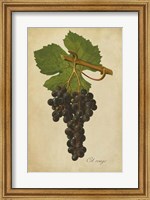 Vintage Vines IV Fine Art Print