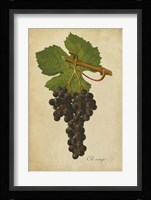 Vintage Vines IV Framed Print