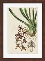 Spring Orchid V Fine Art Print