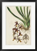 Spring Orchid V Fine Art Print