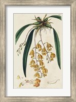 Spring Orchid VI Fine Art Print