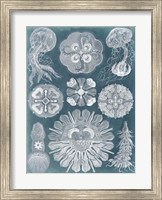 Sealife Blueprint IV Fine Art Print