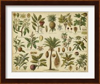 Classification of Tropical Plants Fine Art Print