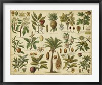 Classification of Tropical Plants Fine Art Print