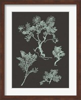 Mint & Charcoal Nature Study II Fine Art Print