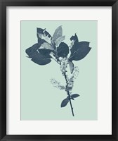 Indigo & Mint Botanical Study V Fine Art Print