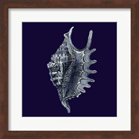 Indigo Shells VI Fine Art Print