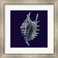 Indigo Shells VI Fine Art Print