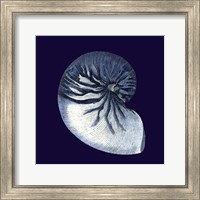 Indigo Shells VII Fine Art Print