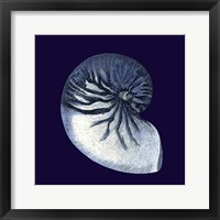 Indigo Shells VII Fine Art Print