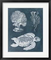 Azure Sea Turtle Study I Fine Art Print