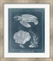 Azure Sea Turtle Study II Fine Art Print