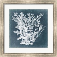 Azure Coral I Fine Art Print