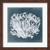Azure Coral III Fine Art Print