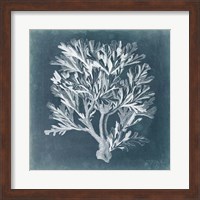Azure Coral IV Fine Art Print