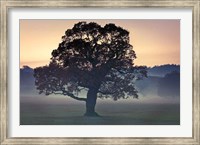 Evening Wisdom Fine Art Print