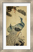 Korean Peacocks Fine Art Print