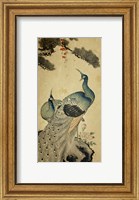 Korean Peacocks Fine Art Print