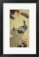 Korean Peacocks Framed Print