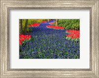 Blue Dutch Tulip Flowerbed Fine Art Print