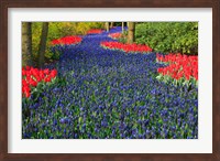 Blue Dutch Tulip Flowerbed Fine Art Print